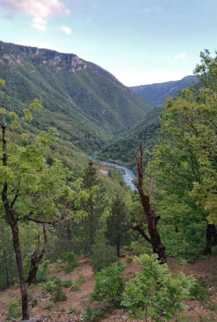 kanjondrvo